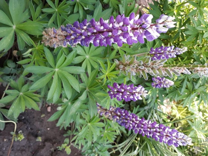  - Flori de grădină-2020