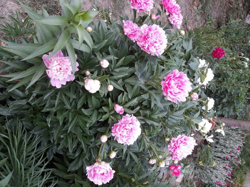  - Flori de grădină-2020