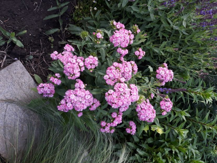  - Flori de grădină-2020