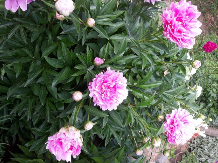  - Flori de grădină-2020