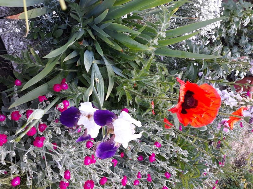  - Flori de grădină-2020