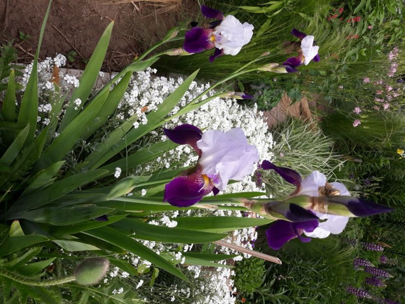  - Flori de grădină-2020