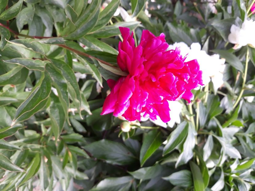  - Flori de grădină-2020