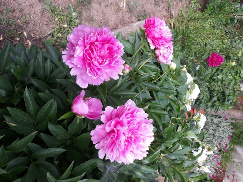  - Flori de grădină-2020