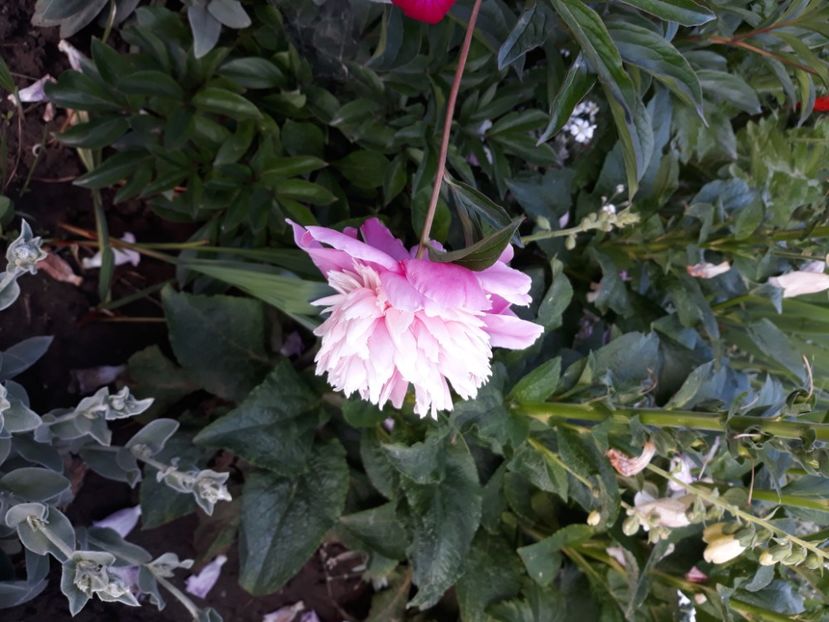  - Flori de grădină-2020