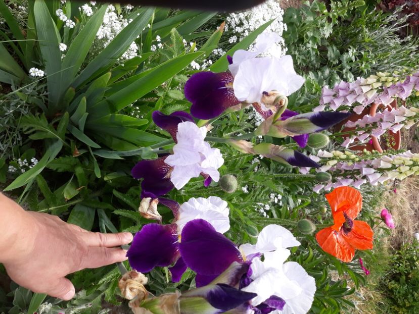  - Flori de grădină-2020