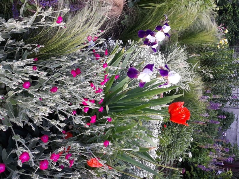  - Flori de grădină-2020