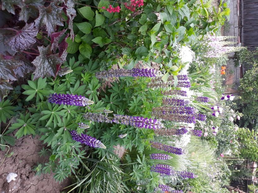  - Flori de grădină-2020