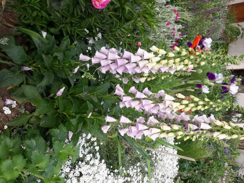  - Flori de grădină-2020