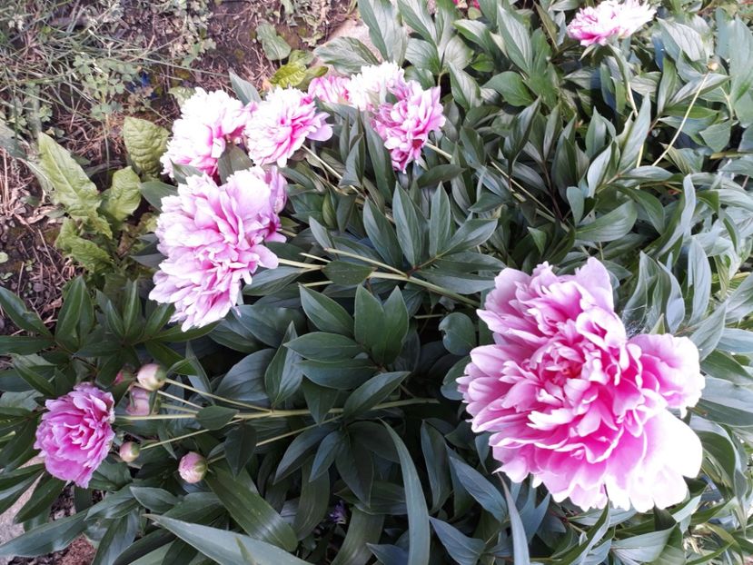  - Flori de grădină-2020