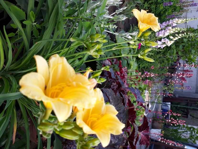  - Flori de grădină-2020