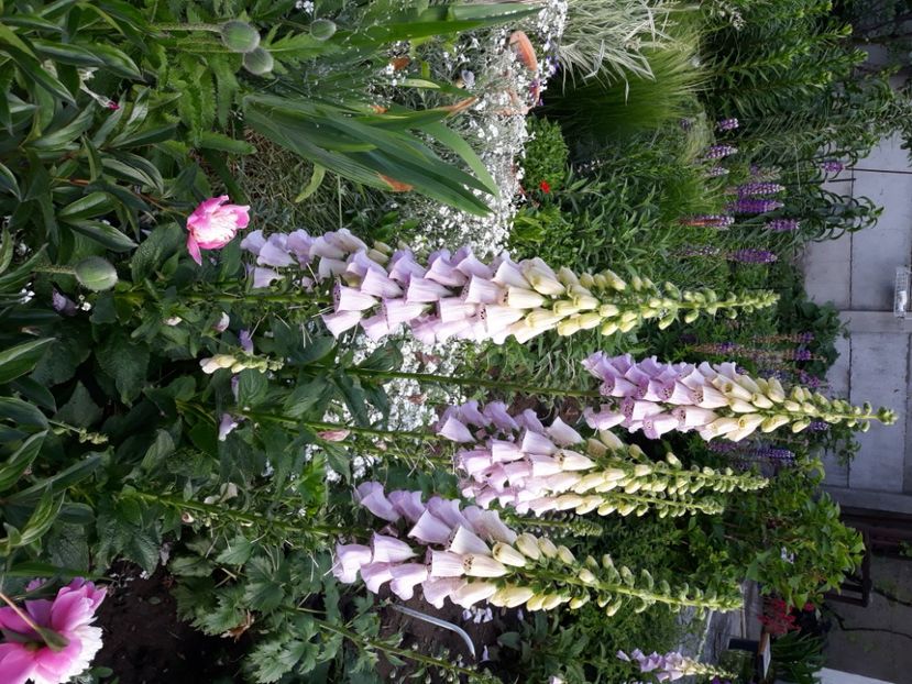  - Flori de grădină-2020