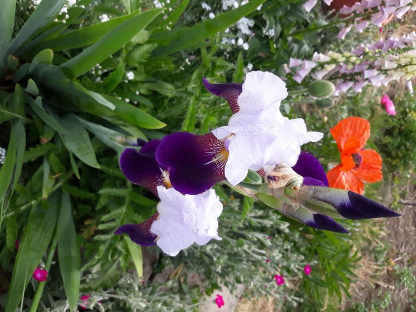  - Flori de grădină-2020