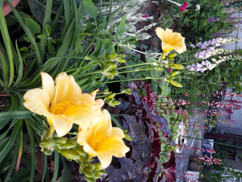  - Flori de grădină-2020