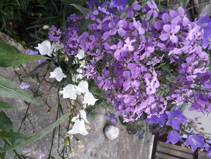  - Flori de grădină-2020