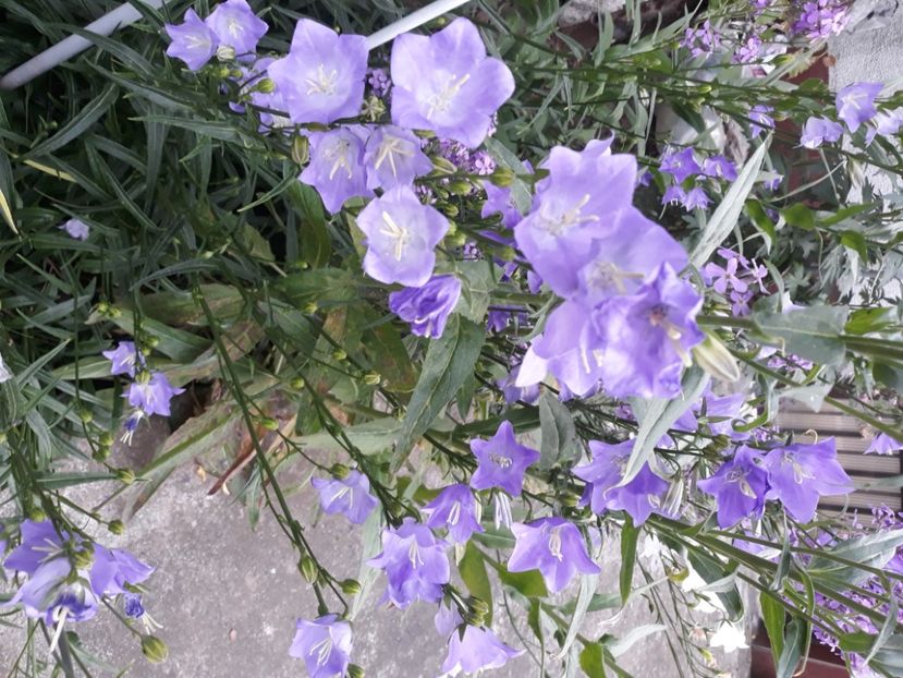  - Flori de grădină-2020