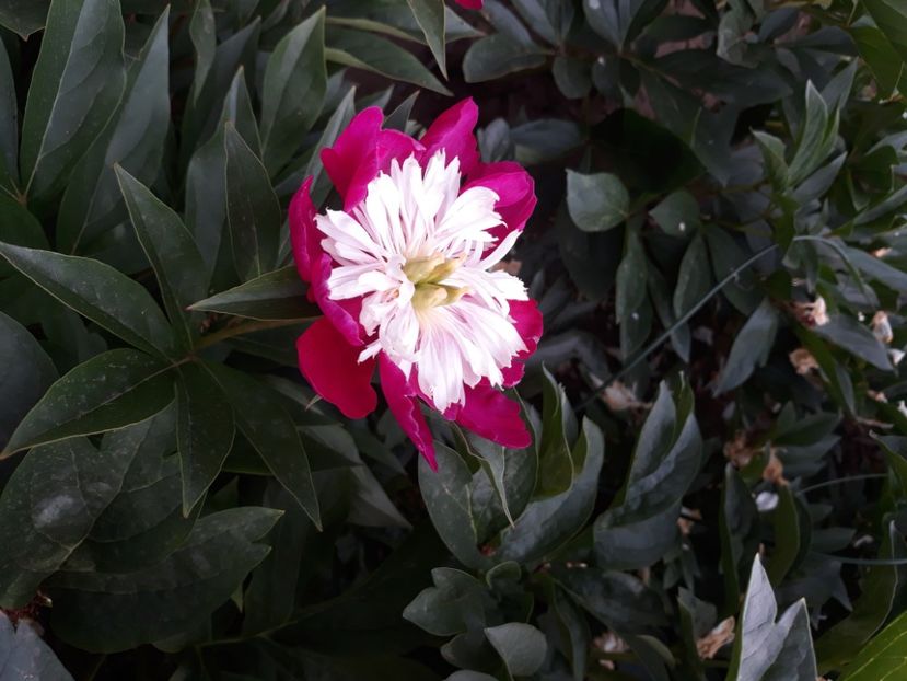  - Flori de grădină-2020