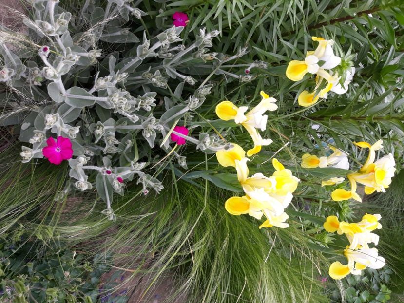  - Flori de grădină-2020