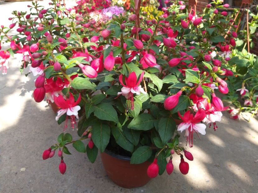  - 0 Fuchsia - cecelus 2020