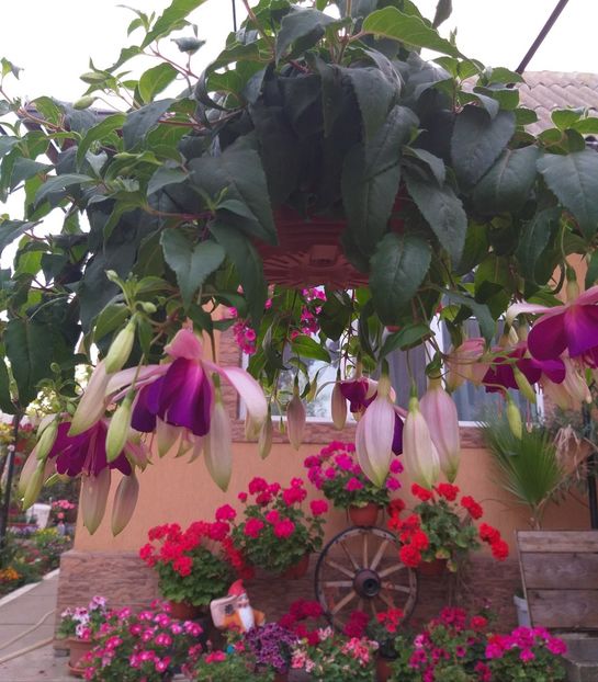  - 0 Fuchsia - cecelus 2020