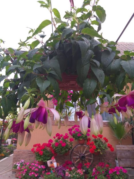  - 0 Fuchsia - cecelus 2020