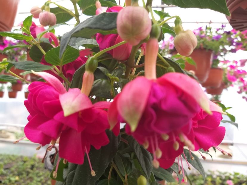 Jollie Corse - 0 Fuchsia - cecelus 2020