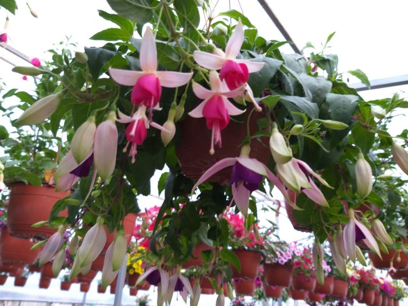  - 0 Fuchsia - cecelus 2020