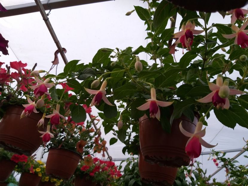  - 0 Fuchsia - cecelus 2020