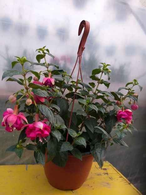  - 0 Fuchsia - cecelus 2020