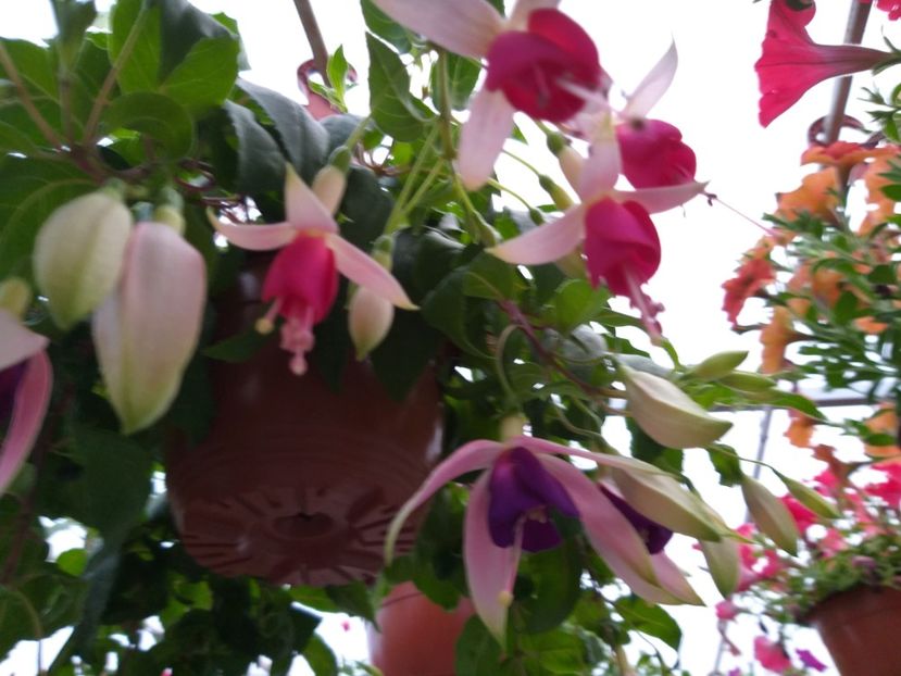  - 0 Fuchsia - cecelus 2020