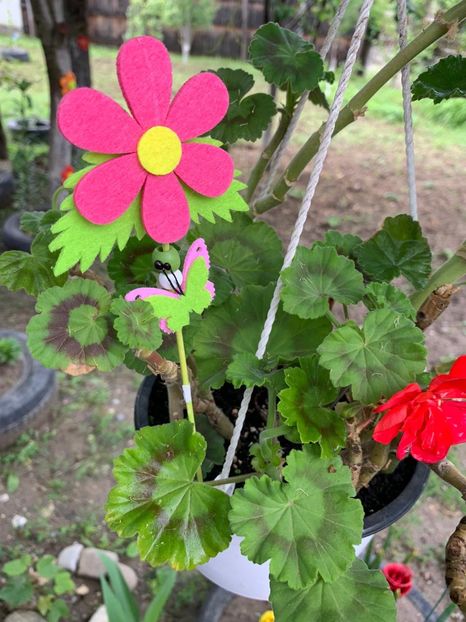 41B308D7-37BA-444B-8AA0-F561FF08417E - Florile mele 2020