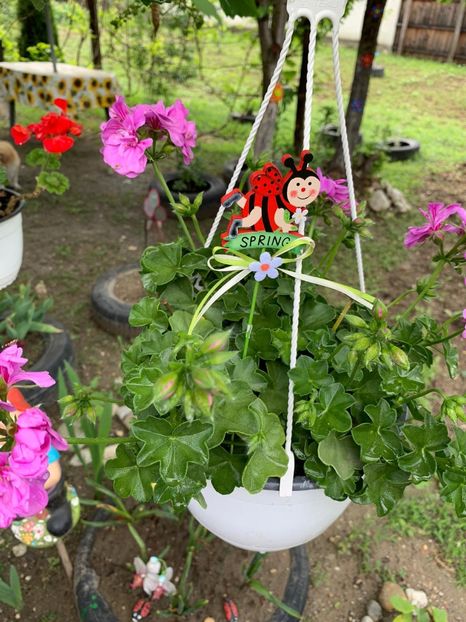 1EABCD76-9EB2-4D0A-81E2-A85D1939D827 - Florile mele 2020