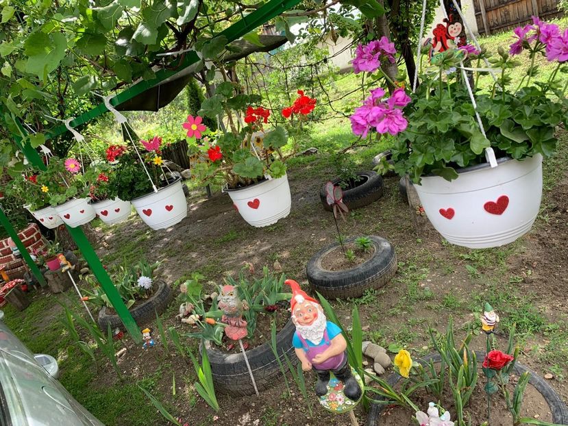 760B18D2-9140-43F0-BD89-64FCC911D522 - Florile mele 2020