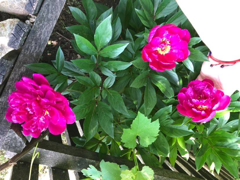 E3F0A3B9-2122-411F-83F9-C7A24D4D08CE - Florile mele 2020