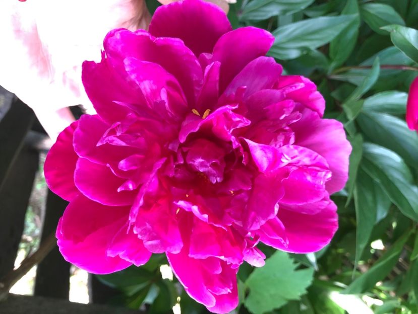 48C67FB9-6712-4449-A4A0-3200317E3E38 - Florile mele 2020