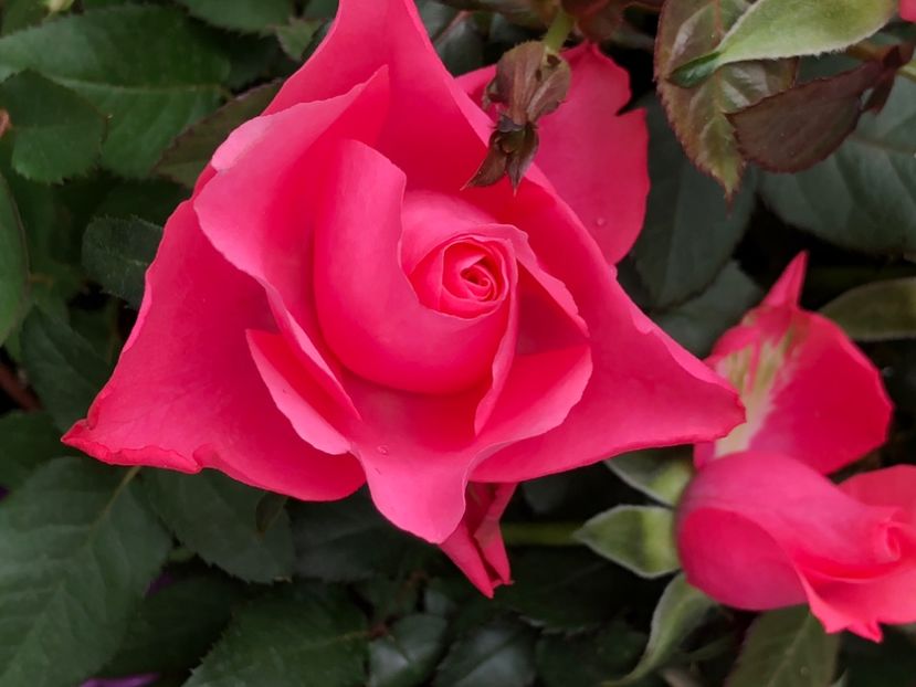 82BC780D-0B29-44DC-99C0-FA9FBE7B4C8E - Florile mele 2020