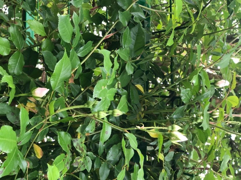 052EC49B-EC84-4A84-AA6D-D9832C049E14 - Florile mele 2020