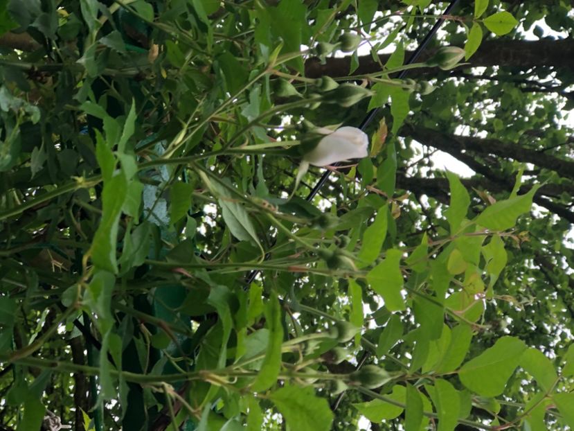 6EFDC10C-FF13-4E3A-BEDB-4E9344980B39 - Florile mele 2020