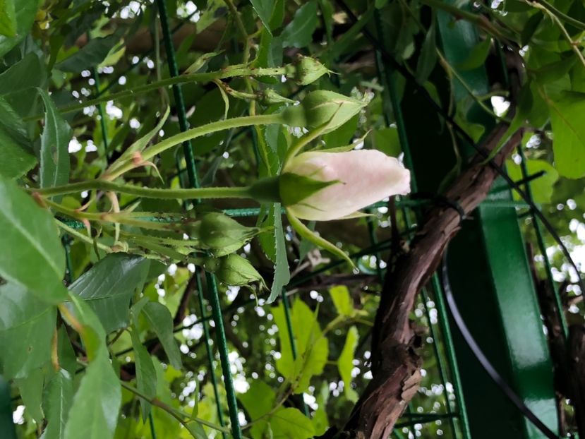 C8349F54-9B2F-4A0F-8225-813D933BCEBE - Florile mele 2020