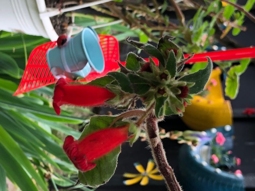 A2E3871B-207B-47A1-8C7F-F4F902E8DC4A - Florile mele 2020