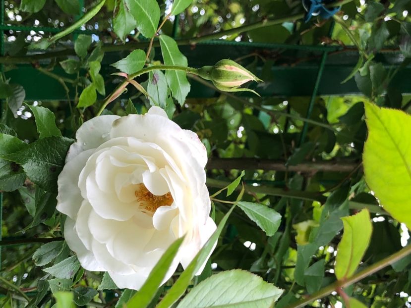 DBF69CED-7999-4AB2-B756-302BA968A11F - Florile mele 2020