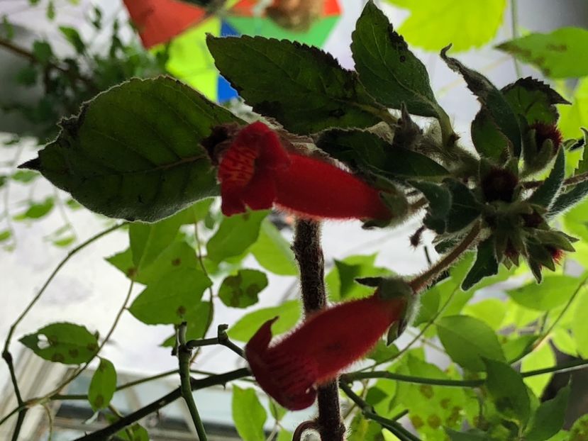 9050523A-7EA3-46F5-8CB8-6259719555FF - Florile mele 2020