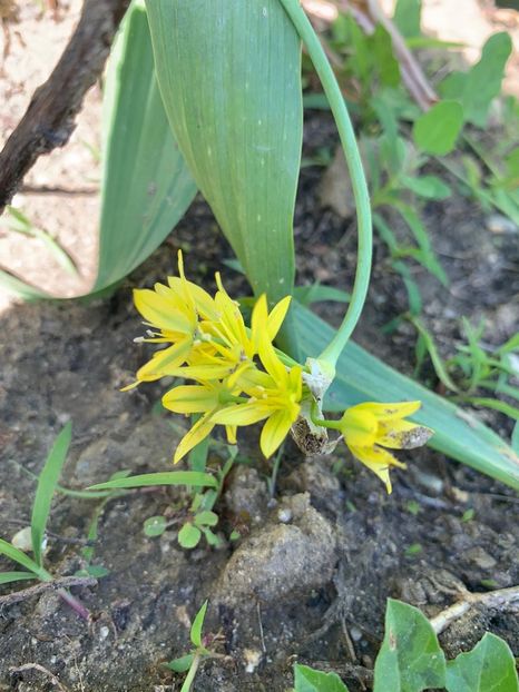 0E89C4E5-3968-4E0A-98F1-A03A805605EB - Florile mele 2020