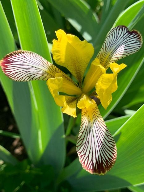 71572D97-5C55-4016-9C2A-F6FD12A2E6FB - Florile mele 2020