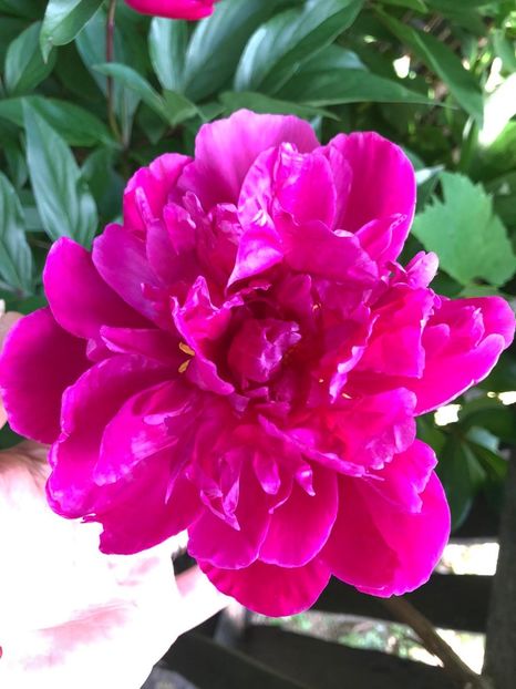 36202914-91F6-457A-82FB-5E867C7F0238 - Florile mele 2020