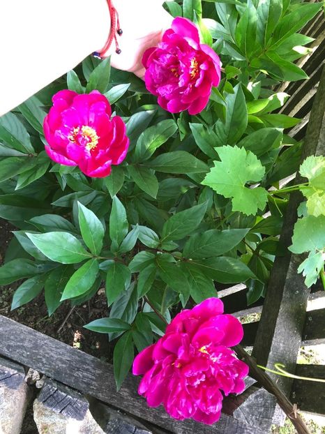 51A33F61-F472-41A2-AAC6-9B70C680A86E - Florile mele 2020