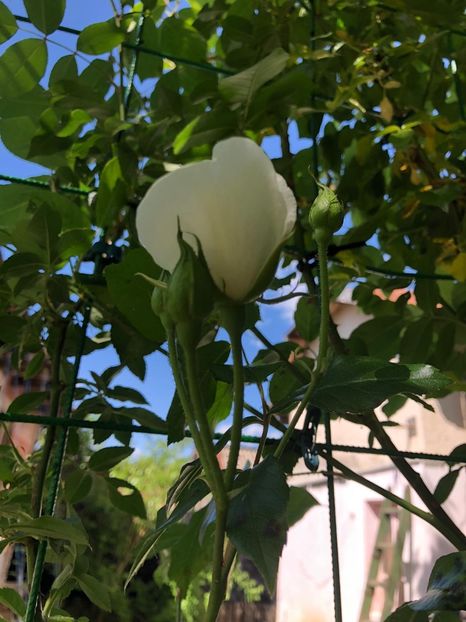 8622E119-0495-483F-9B59-90624C6FA905 - Florile mele 2020