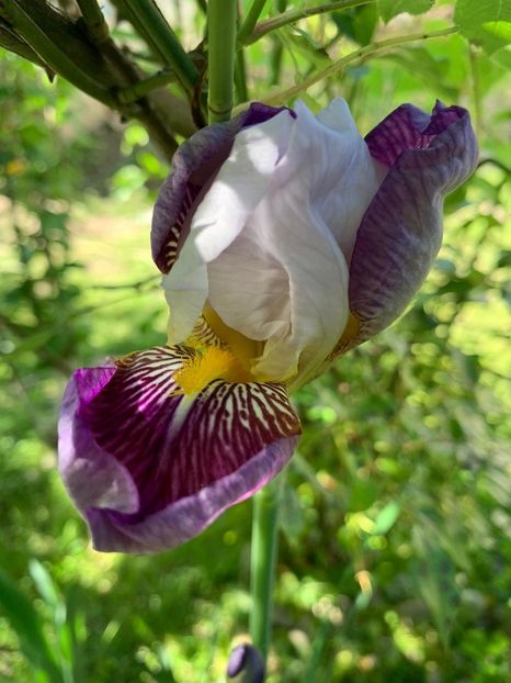 923337C9-4796-4CCB-B9EF-C91E0C0F06C2 - Florile mele 2020