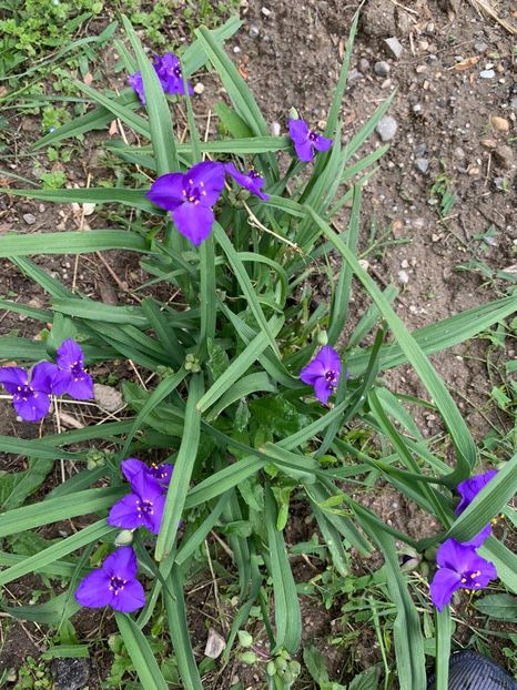 DF19F9AD-61DB-40E0-8837-285111E80D6C - Florile mele 2020