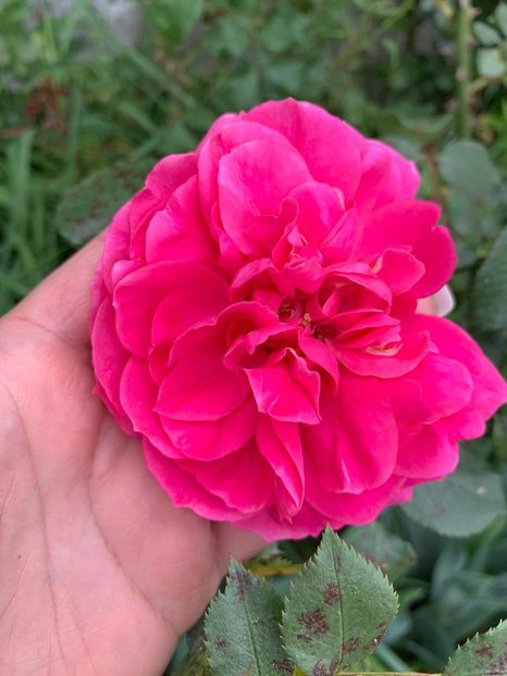 95D0CFED-800C-4EF5-A59D-AF81AFB0309F - Florile mele 2020